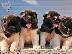 PoulaTo: American Akita, διαθέσιμα κουτάβια